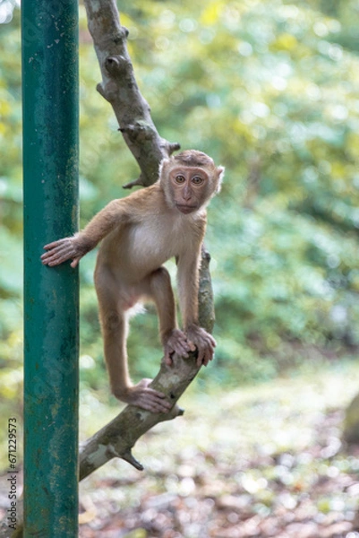 Fototapeta baby monkey 