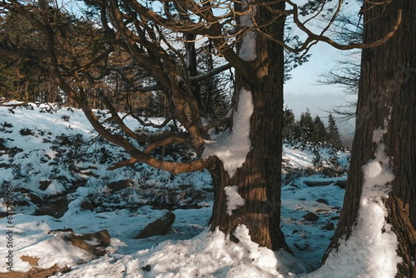 Obraz La Rhune enneigée 