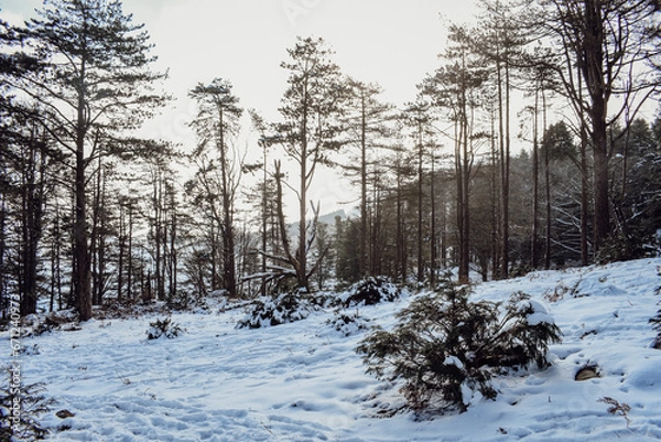 Obraz La Rhune enneigée 