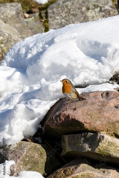 Obraz La Rhune enneigée 