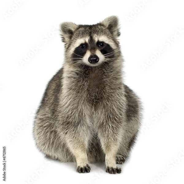 Fototapeta raccoon (9 months) -  Procyon lotor