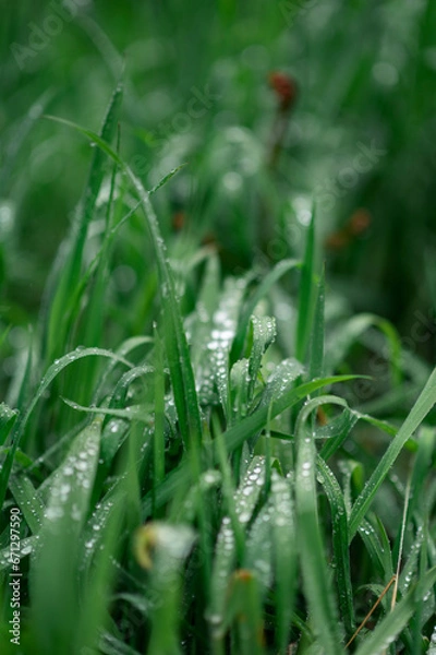 Obraz Wet Green Grass