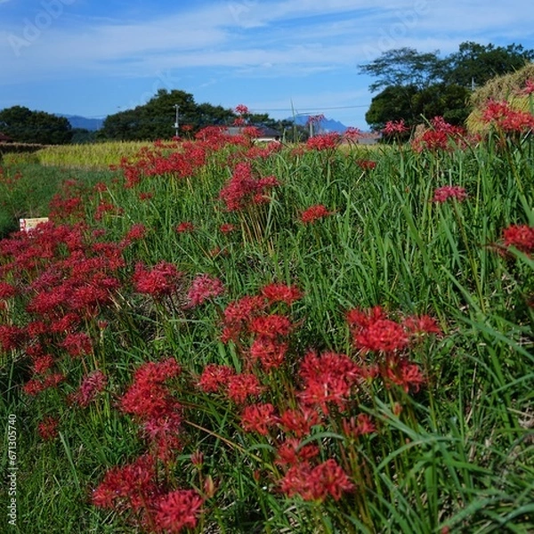 Fototapeta 秋美しい満開なヒガンバナと田園風景