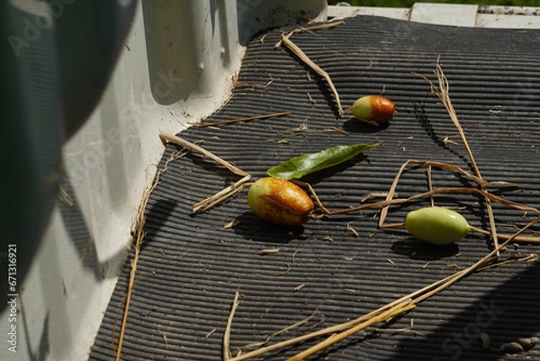 Fototapeta トラックの荷台に落ちたナツメヤシの実と葉