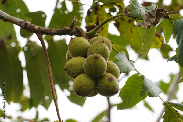 Fototapeta 木に実ったくるみ