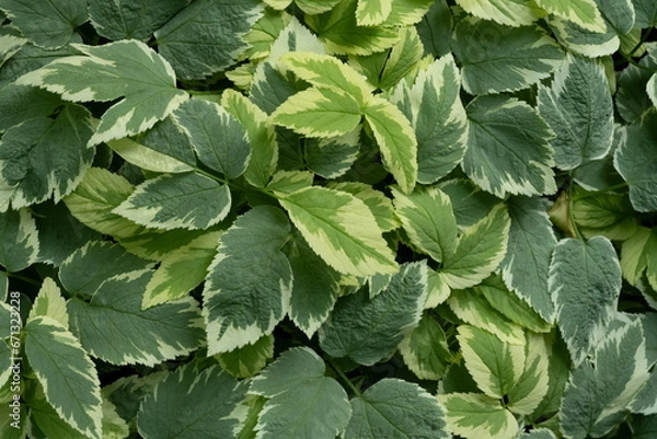 Obraz Hosta Leaves