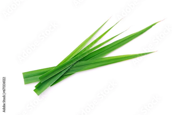 Obraz Fresh lemongrass green leaves isolated on white background , top view , flat lay.