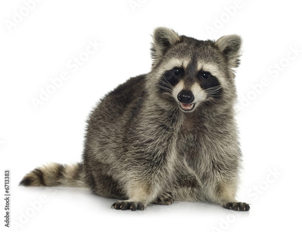 Fototapeta raccoon (9 months) -  Procyon lotor