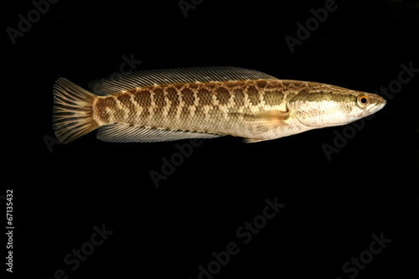 Fototapeta カムルチー　雷魚