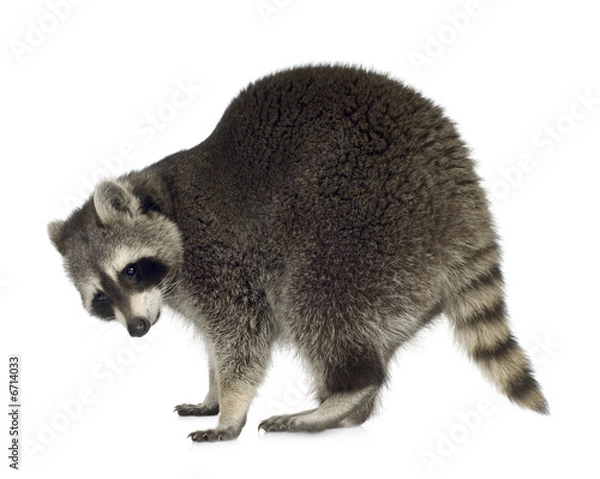 Fototapeta raccoon (9 months) -  Procyon lotor