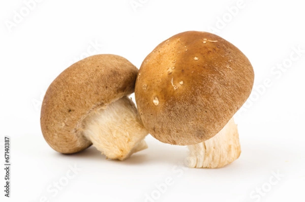 Fototapeta Mushroom