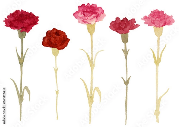 Obraz 水彩で描いたかわいいカーネーション