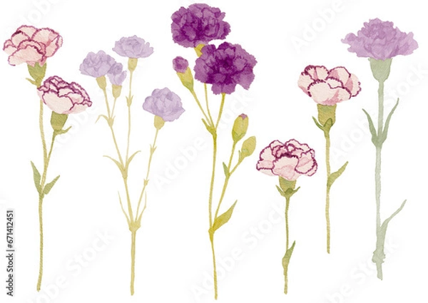 Obraz 水彩で描いた大人かわいい紫カーネーション