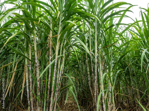 Fototapeta Sugarcane on transparent background with clipping path, suitable for print and web pages.