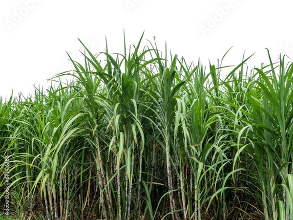 Fototapeta Sugarcane on transparent background with clipping path, suitable for print and web pages.