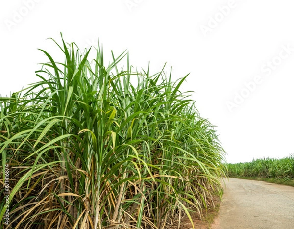 Fototapeta Sugarcane on transparent background with clipping path, suitable for print and web pages.