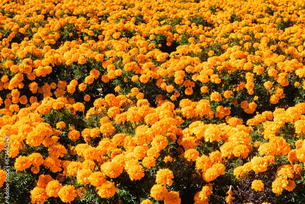 Obraz 鮮やかかなオレンジ色のマリーゴールド