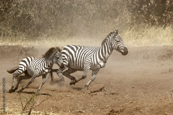 Obraz Two zebras gallopping