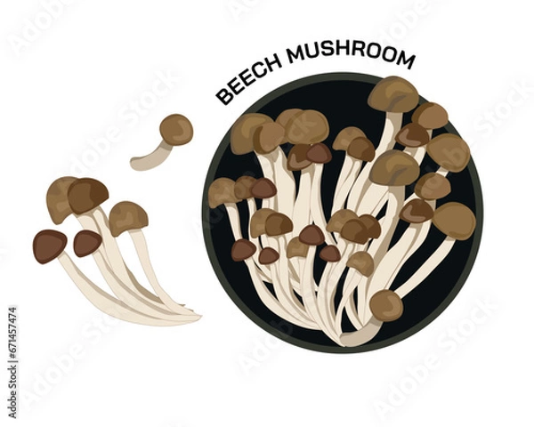 Obraz beech mushroom, isolated mushroom  in black plate and some of it beside the plate on white background. Vector hand drawing food ingredients, organic products, fungi, fresh ingredients, vegetarian 