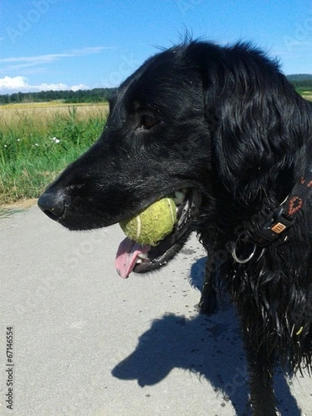 Obraz Hund mit Tennisball