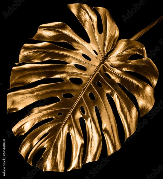 Fototapeta Goldenes Monstera Blatt, die tropische Zimmerpflanze isoliert auf schwarzem Hintergrund