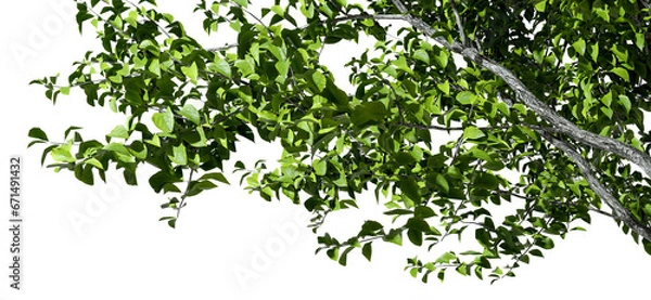 Obraz Isolate tree branches composition layout cutout on transparent backgrounds 3d render png