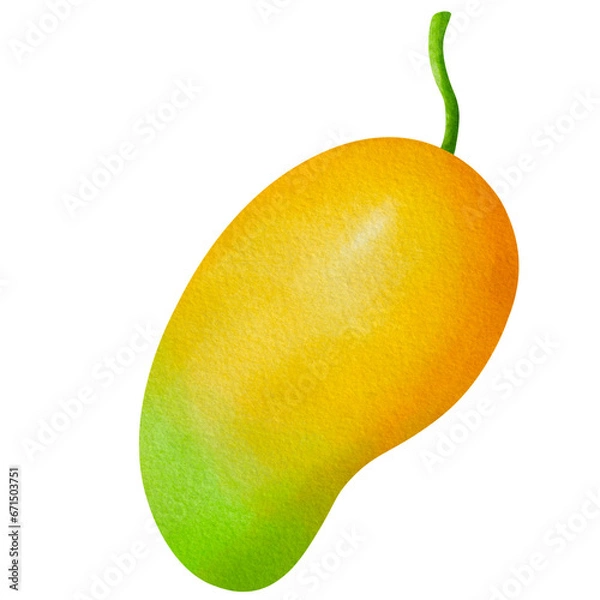 Obraz mango isolated