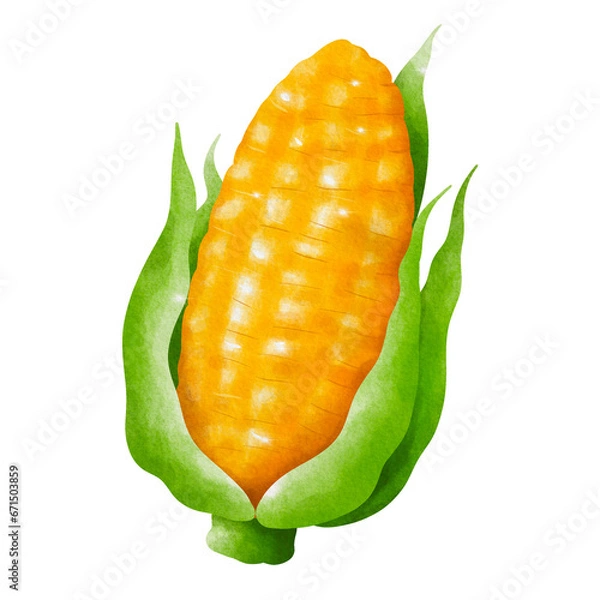 Obraz corn isolated