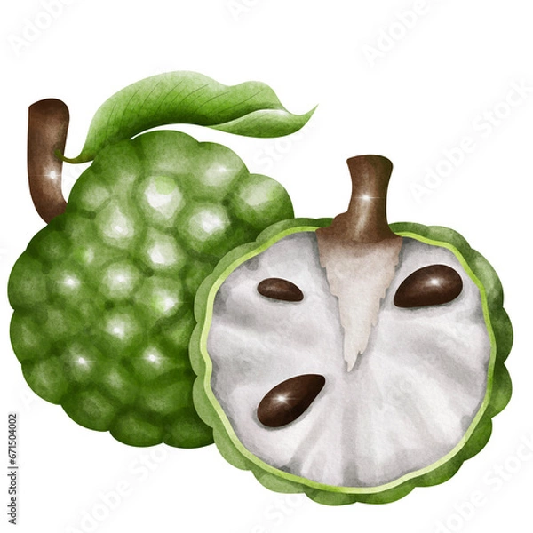 Obraz custard apple isolated