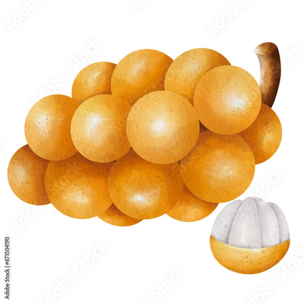 Obraz Longkong on white background