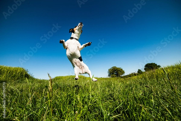 Fototapeta Wilma springt