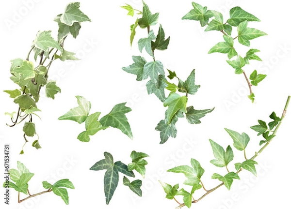 Fototapeta 切り抜き透過素材セットーデコレーション用植物9（アイビー1）