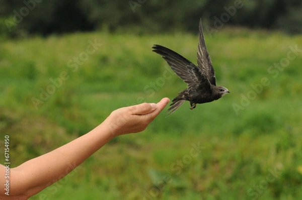 Obraz Common swift bird (Apus apus) released into the wild