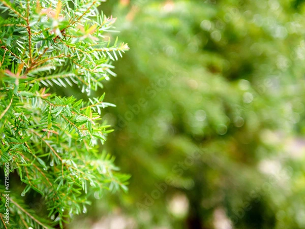 Fototapeta Abstract background of a  green pine tree Christmas natural bokeh, Beautiful abstract natural background. Defocused blurry sunny foliage of green pine trees Christmas background.