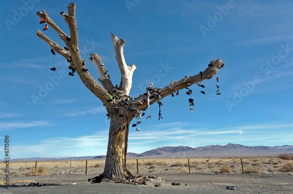 Obraz Shoe tree