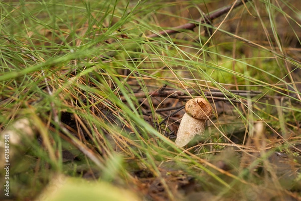 Fototapeta Edible mushroom brown cap boletus (Leccinum scabrum). Small depth of field