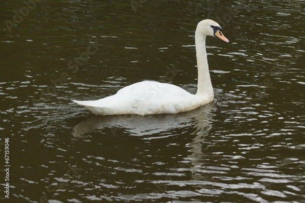 Fototapeta Mute Swan - Cygnus olor