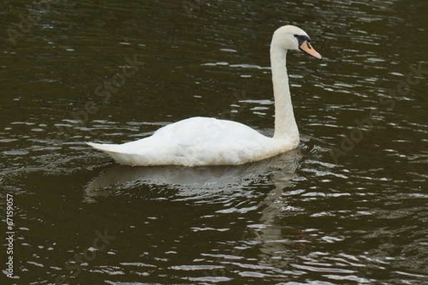 Fototapeta Mute Swan - Cygnus olor
