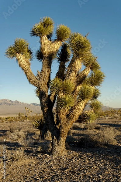 Obraz Yucca trees