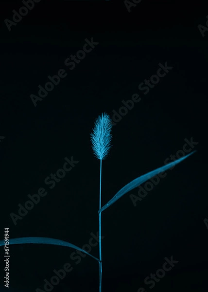 Obraz 猫じゃらし