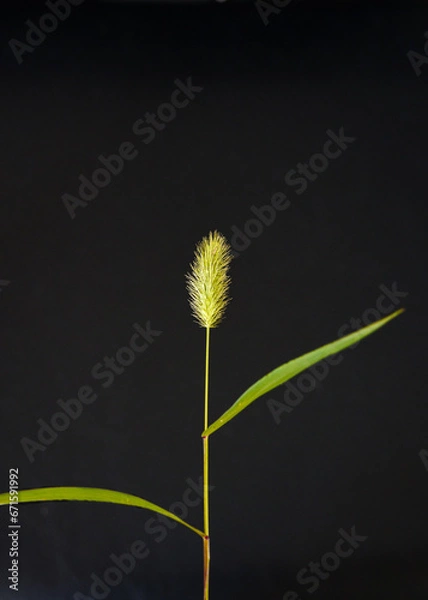 Obraz 猫じゃらし
