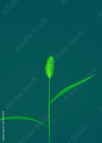 Obraz 猫じゃらし