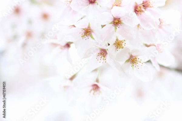 Obraz ソメイヨシノのクローズアップ