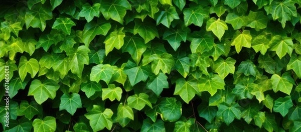 Obraz Thai ivy with green backdrop