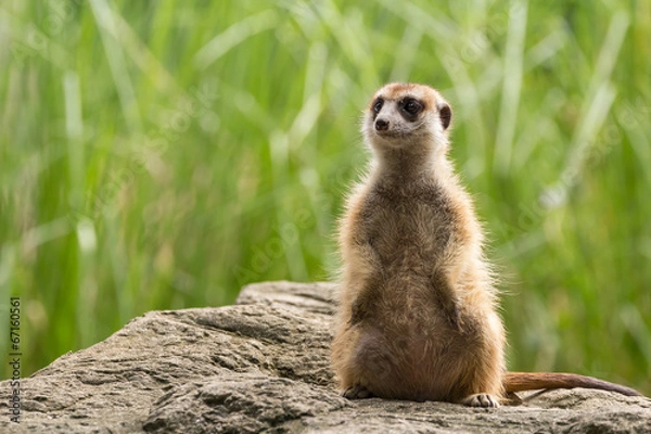 Obraz Meerkat looking around