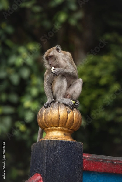 Fototapeta long tailed macaque sitting on a hindu temple and is eating a banana