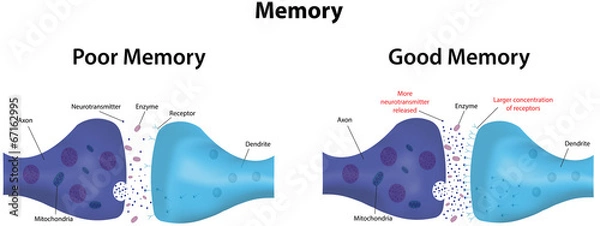 Fototapeta Memory Potentiation and Depression