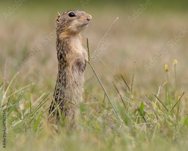 Obraz thirteen-lined ground squirrel erect