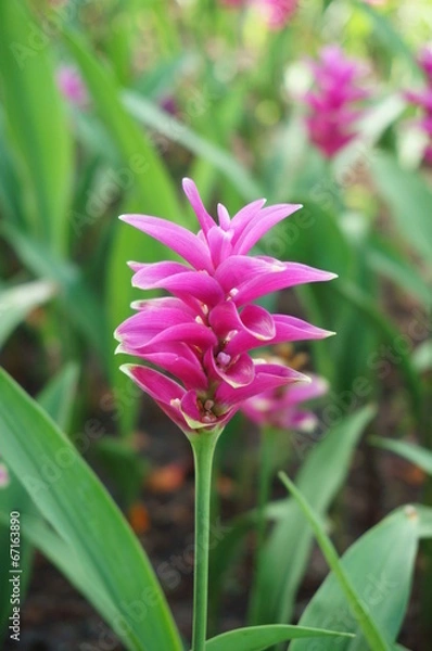 Obraz Siam tulip flower