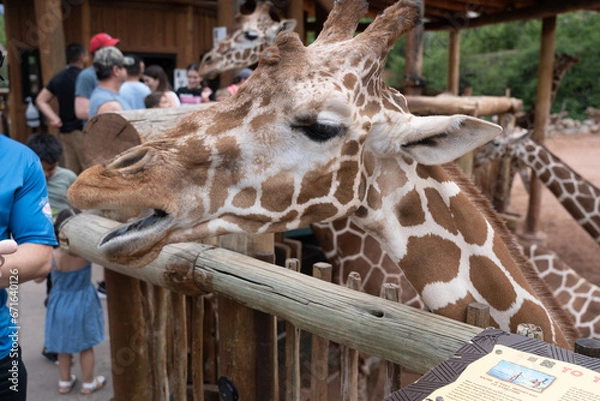 Fototapeta Giraffe sticking out its long black tongue to eat some lettuce from a feeding platform in a zoo